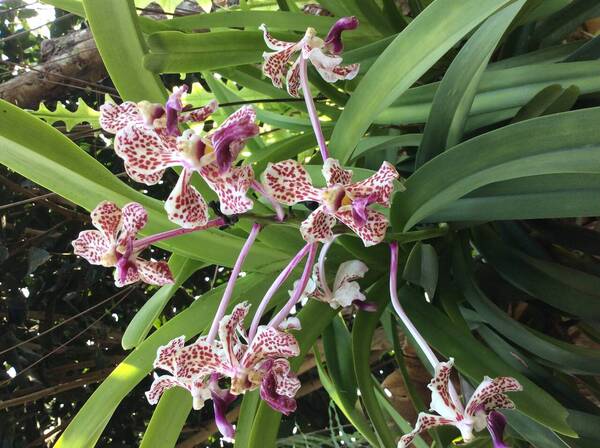 Vanda tricolor