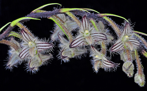 Bulbophyllum_lindeyanum