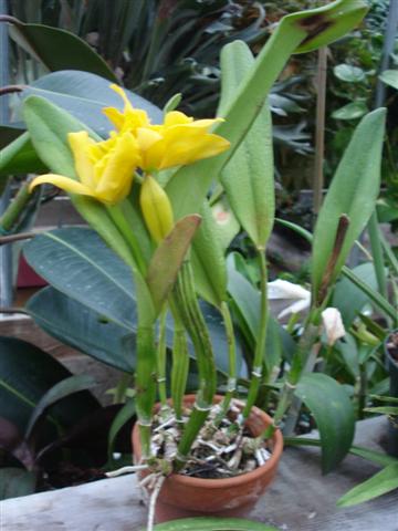 Cattleya_Unknown_Yellow_plant_Small_