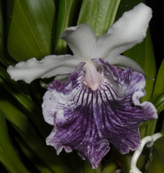 Cochleanthes_hybrid_2-4-10