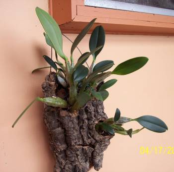 Dendrobium_aggregatum_v_majus_species