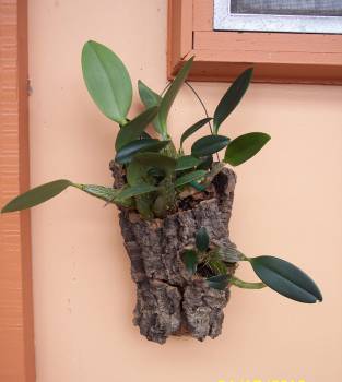 Dendrobium_aggregatum_v_majus_species_2