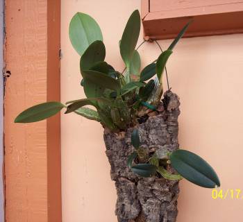 Dendrobium_aggregatum_v_majus_species_3