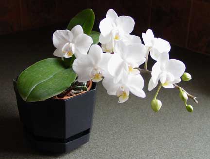 Happy_Little_Orchid