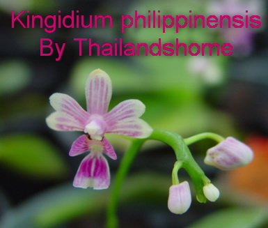 Kingidium_philippinenesis