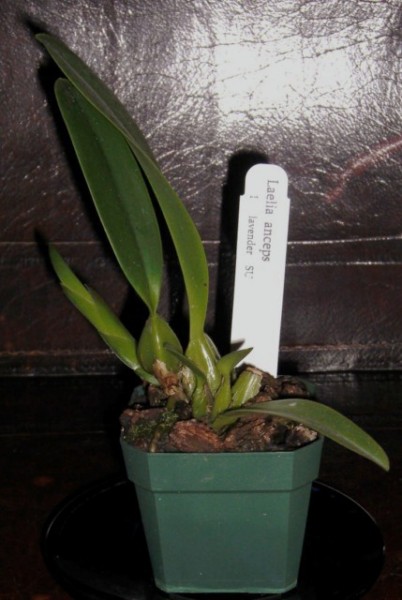 Laelia_anceps_5-18-10