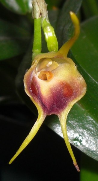 Masdevallia_infracta_5-10-10