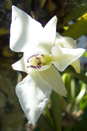 NOID_White_dendrobium