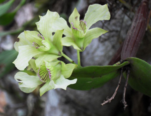 NOID_dendrobium_2009_07_02