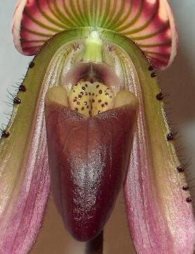 Paph_Callosum_-_say_aahhh