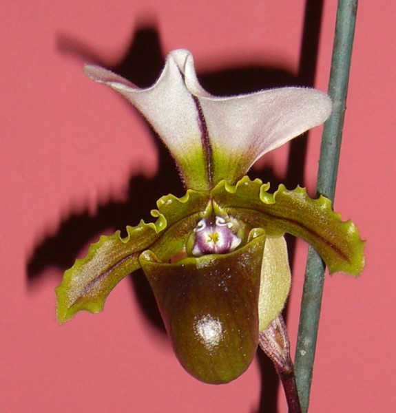 Paph_spicerianum_12-30-09