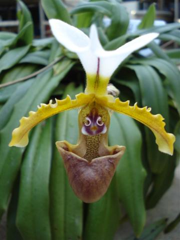 Paphiopedilum_Unknown_bloom_Small_