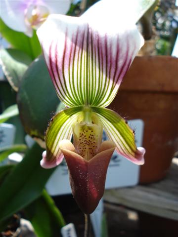 Paphiopedilum_sublaeve_bloom_Small_1