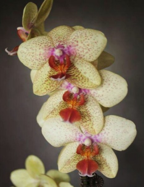 Phal_Noid_Cashmore_2-7-09