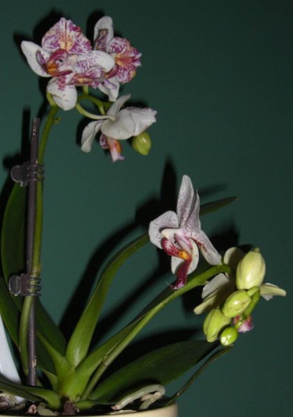 Phal_Noid_Silly_3-30-10