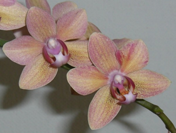 Phal_Noid_Sunset_4-13-09