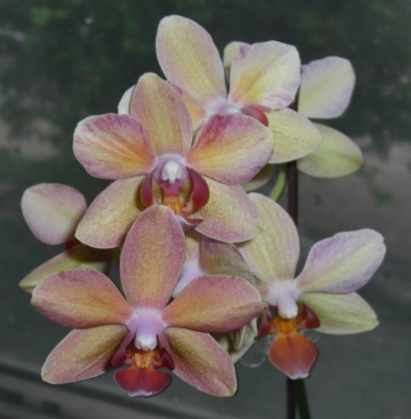 Phal_Noid_Sunset_5-10-10