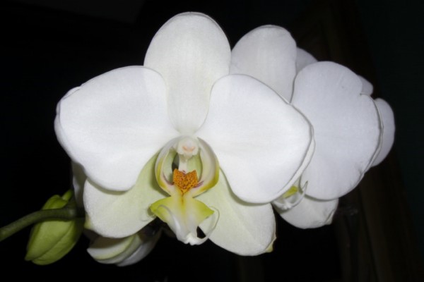 Phal_amabilis_3-30-10