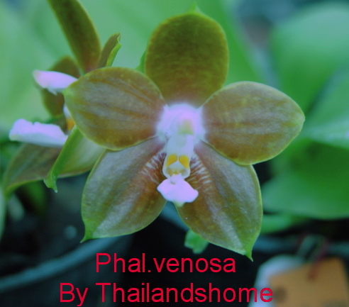 Phal_venosa2