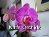 Phalaenopsis1