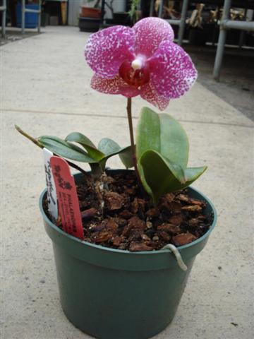 Phalaenopsis_Sea_Jewel_pat_13088_plant_Small_