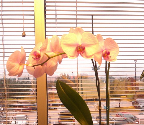 Pink_Phal_1-7-13