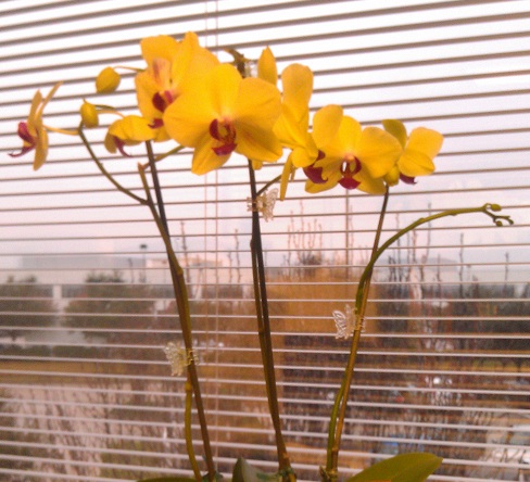 Yellow_Phal_1-7-13