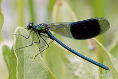 adult_male_banded_demoiselle