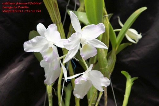 cattleya_skinneri_Debbie_