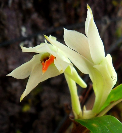 dendrobium_pentapterum_sm