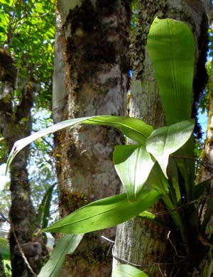 little_yellow_green_stars_-_foliage