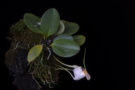 masdevallia_andreettaeana