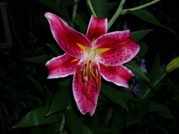 Asiatic Lily3