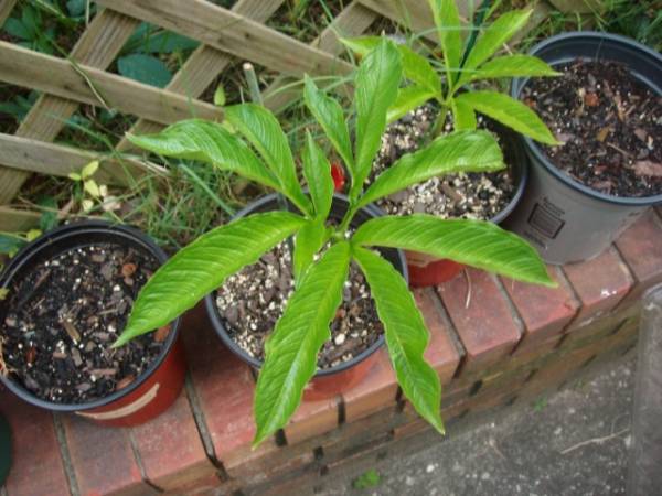 Amorphophallus symonianus