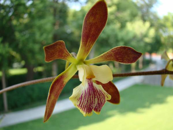 Epidendrum Cindy