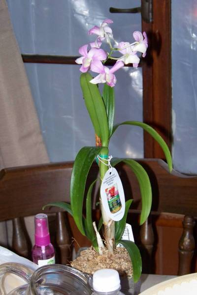 Dendrobium Pegasus Pink