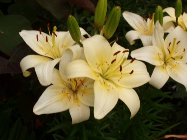 Asiatic Lily