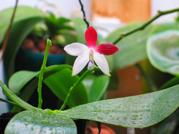 Phal tetraspis C#1