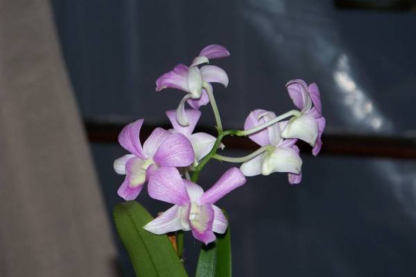 Dendrobium Pegasus Pink