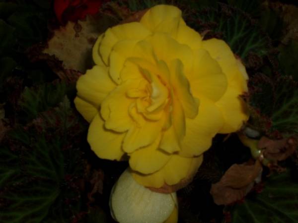 Tuberous Begonia