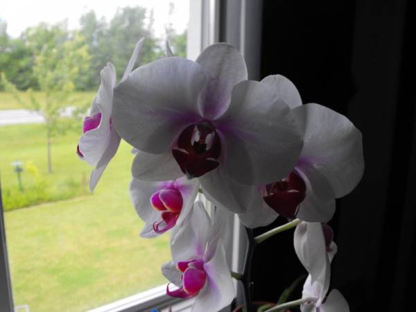 My Son's First Orchid