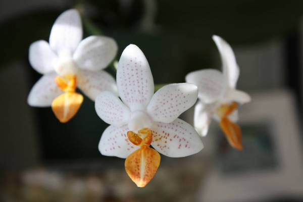 Phalaenopsis Mini Mark 'Holm'