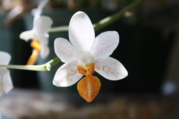 Phalaenopsis Mini Mark 'Holm'