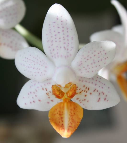 Phalaenopsis Mini Mark 'Holm'