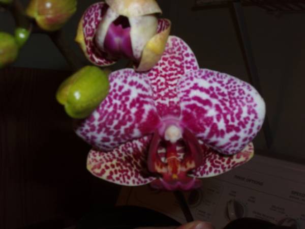 Noid Phalaenopsis