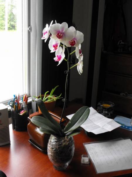 My Son's First Orchid