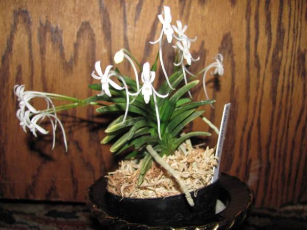 Neofinetia falcata