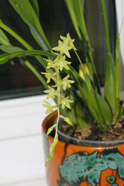 Unknown Dendrochilum