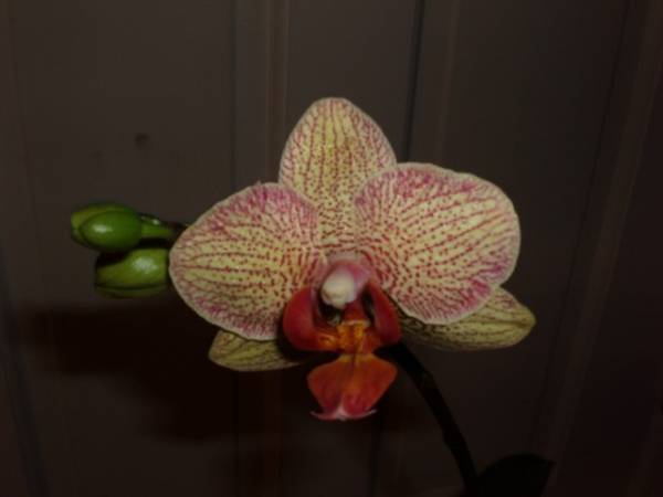 Phalaenopsis Brother Lancer