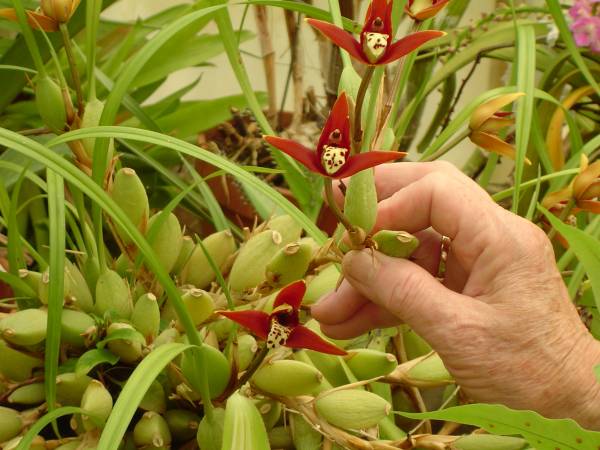 Botanical Orchid Greenhouses 06.13.2009